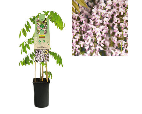 Butas Glicina Roz Floraself H 50-70 Cm Co 2, 3 L