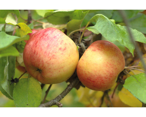 Bio Pom Fructifer Mar Floraself Bio Malus Domestica 'topaz' H 60-80 Cm Co 5 L