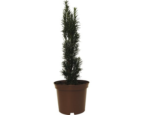Tisa Floraself Taxus Baccata 'fastigiata Robusta' H 30-40 Cm Co 3, 5 L