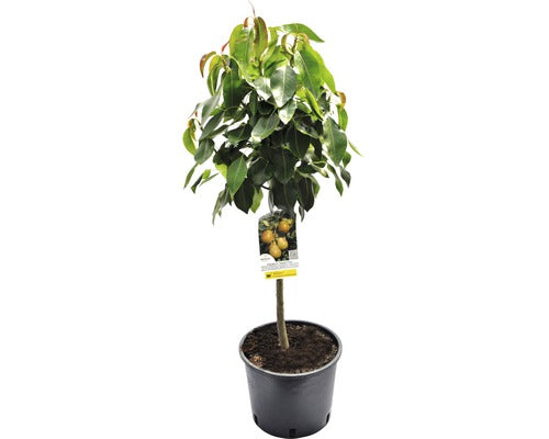 Bio Pom Fructifer Par Pitic Floraself Bio Pyrus Communis 'delsanne' H Ca. 60-80 Cm Co 7, 5 L