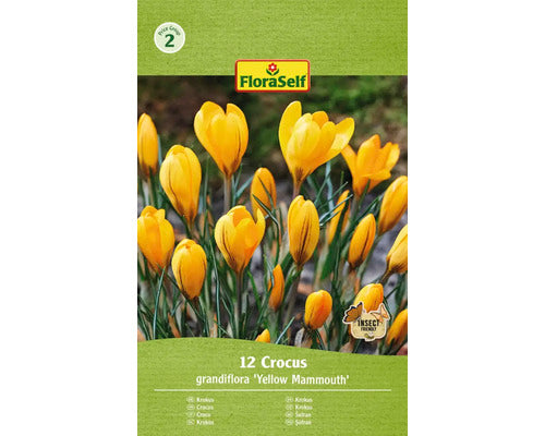 Bulbi De Flori Floraself Branduse Mammouth Galbene 7/8 12 Buc