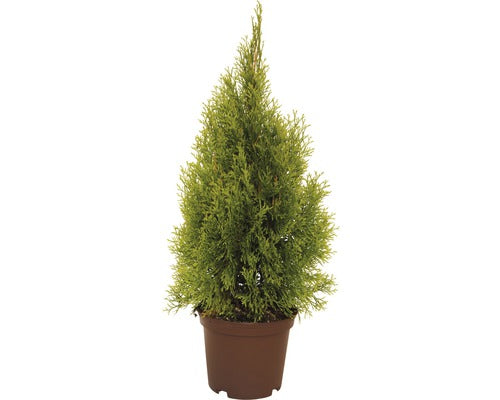 Smaragd Thuja Occidentalis Golden, H 40-60 Cm, Container 3 L