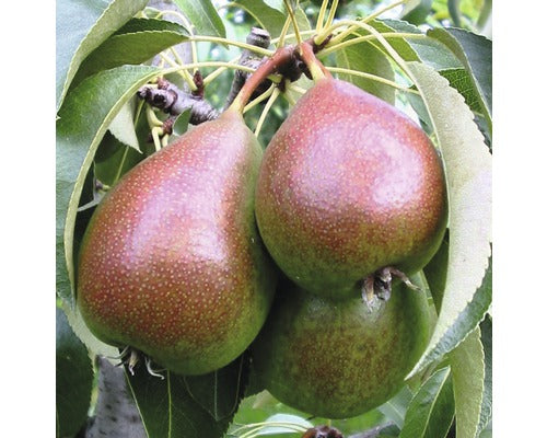 Bio Pom Fructifer Par Floraself Bio Pyrus Communis 'gute Luise' H 100-120 Cm Co 5 L