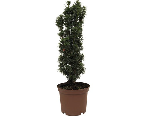 Tisa Floraself Taxus Baccata 'fastigiata Robusta' H 30-40 Cm Co 3, 5 L