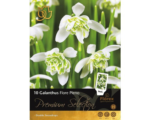 Bulbi De Flori Premium Ghiocei Flore Pleno 8 Buc