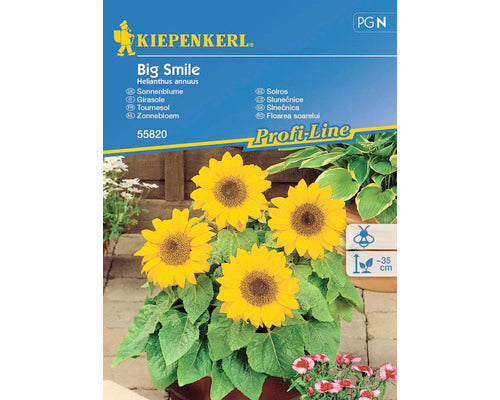 Seminte Flori Kiepenkerl Floarea Soarelui Big Smile