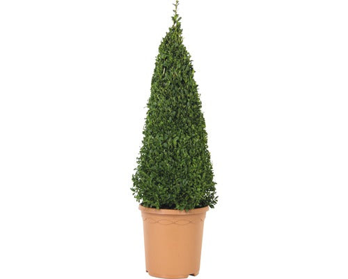 Tuya Sub Forma De Piramida, H 50-60 Cm, Co 4, 5 L