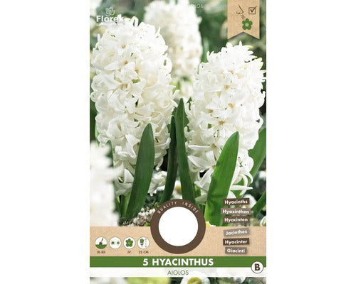 Bulbi Zambila Aiolos 15/16 5 Buc