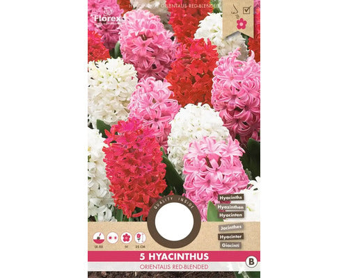 Bulbi Zambila Orientalis Red Blended 15/16 5 Buc