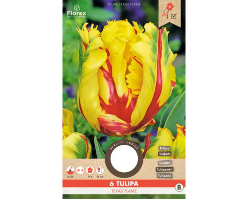 Bulbi De Lalele Texas Flame 11/12 6 Buc