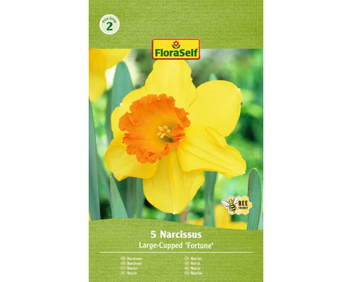 Bulbi Narcise Floraself Fortune 12/14 5 Buc