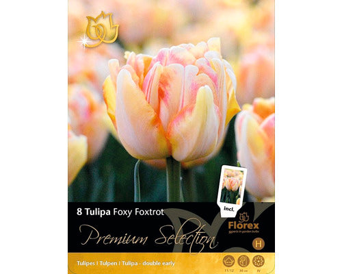 Bulbi De Lalele Premium Selection Foxy Foxtrot 8 Buc