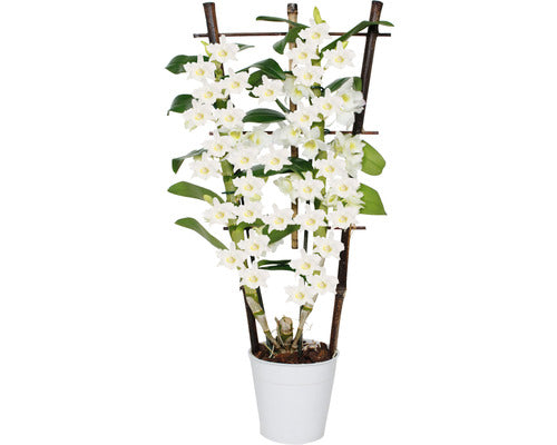 Orhidee Floraself Dendrobium Nobile H 55-70 Cm Ghiveci Ø 12 Cm
