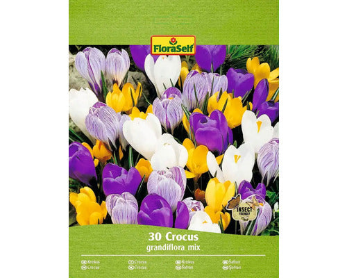 Bulbi De Flori Floraself Branduse Grandiflora Mix 7/8 30 Buc