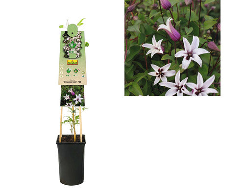 Clematita Floraself Clematis Hybride H 50-70 Cm Co 2, 3 L