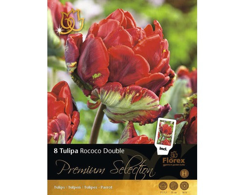 Bulbi Narcise Premium Selection Avalon 5 Buc