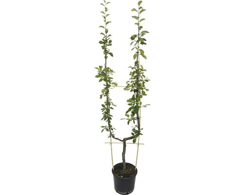 Bio Pom Fructifer Par Pe Spalier Forma U Floraself Bio Pyrus Communis H 100-150 Cm Co 10 L