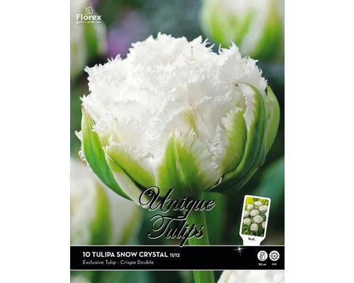 Bulbi De Lalele Unique Snow Chrystal 11/12 10 Buc