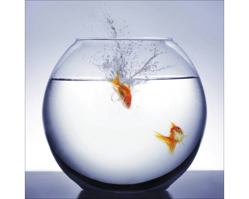 Tablou Sticla Diving Fish 30x30 Cm