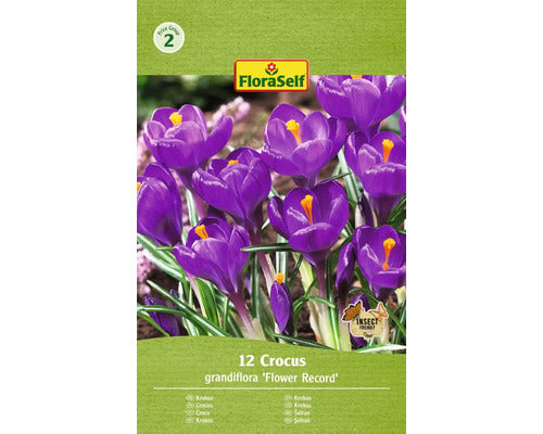 Bulbi De Flori Floraself Branduse Flower Record 7/8 12 Buc