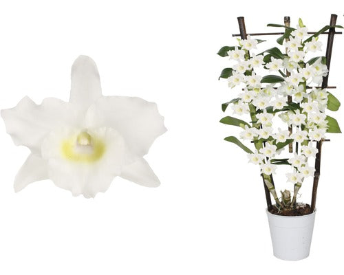 Orhidee Floraself Dendrobium Nobile H 55-70 Cm Ghiveci Ø 12 Cm