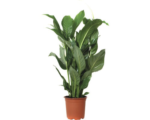 Crinul Pacii Floraself Spathiphyllum Wallisii 'sweet Silvio' H 70-80 Cm Ghiveci Ø 17 Cm