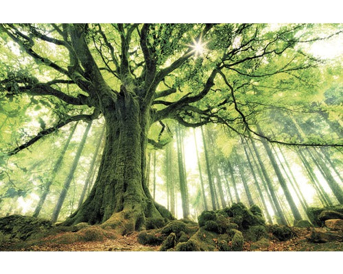 Tablou Canvas Green Giant 100x150 Cm