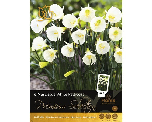 Bulbi Narcise Premium Petticoat Albe 6 Buc