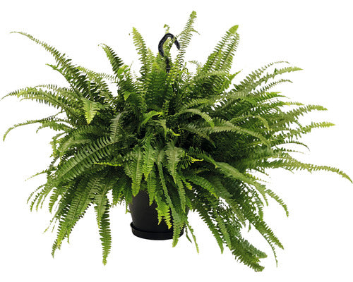Feriga Floraself Nephrolepis Exaltata 'green Lady' H 50-55 Cm Ghiveci Ø 50 Cm