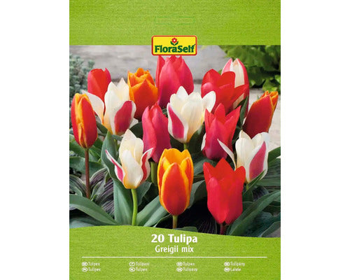 Bulbi De Lalele Floraself Greigi Mix 11/12 20 Buc