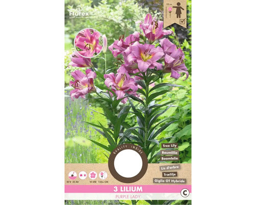 Bulbi De Crini Purple Lady 16/18 3 Buc