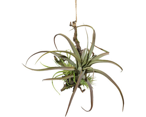 Planta Artificiala Tillandsia Suspendata H 27 Cm Verde