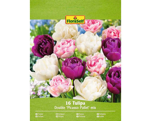 Bulbi De Lalele Floraself Picasso Mix 11/12 16 Buc