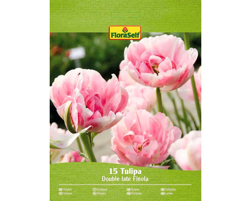Bulbi De Lalele Floraself Finola 11/12 15 Buc
