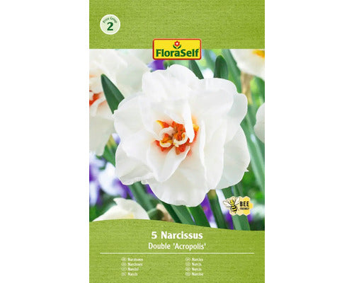 Bulbi Narcise Floraself Acropolis 12/14 5 Buc