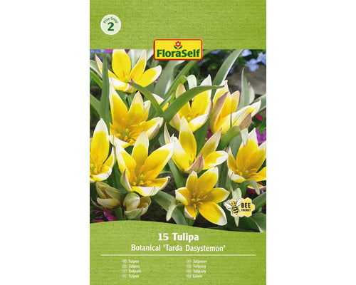 Bulbi De Lalele Floraself Tarda Dasystemon 6/7 15 Buc