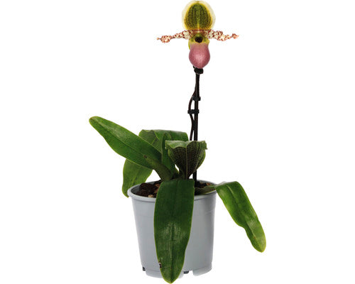 Orhidee Papucul Lui Venus Floraself Paphiopedilum 'pinocchio' H 30-35 Cm Ghiveci Ø 12 Cm