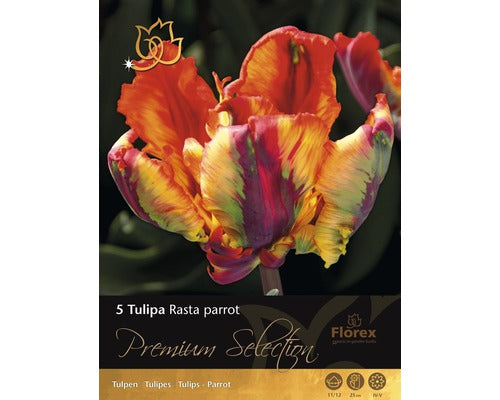 Bulbi De Lalele Premium Rasta Parrot Rosu 5 Buc
