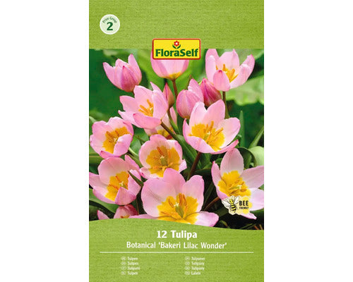 Bulbi De Lalele Floraself Bakerii Lila Wonder 6/7 12 Buc