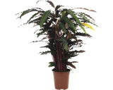 Planta Care Se Roaga Floraself Calathea Ornata 'wavestar' H 105-120 Cm Ghiveci Ø 21 Cm