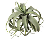 Planta Artificiala Tillandsia Mix H 28 Cm Verde