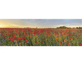 Tablou Canvas Camp De Maci 50x150 Cm