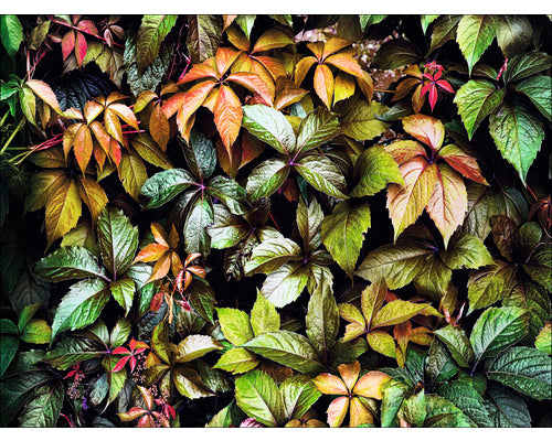 Tablou Canvas Vertical Garden 57x77 Cm