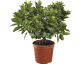 Calamondin Floraself Citrus Calamondin H 20-30 Cm Ghiveci Ø 15 Cm