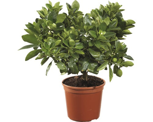 Calamondin Floraself Citrus Calamondin H 20-30 Cm Ghiveci Ø 15 Cm