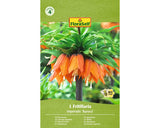 Bulb De Flori Floraself Fritillaria Imperialis Aurora 20/22 1 Buc