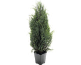 Chamaecyparis Columnaris, H 125-150 Cm, Container Click