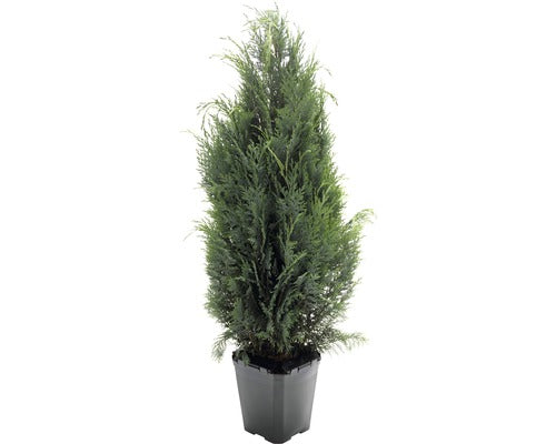 Chamaecyparis Columnaris, H 125-150 Cm, Container Click