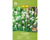 Bulbi De Flori Floraself Ghiocei Bordurati Aestivum 8/9 12 Buc