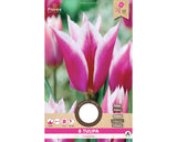 Bulbi De Lalele Claudia 11/12 8 Buc